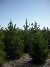 Lodgepole Pine